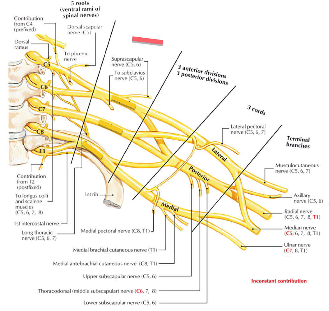 <p>Trunks of the Brachial Plexus</p>
