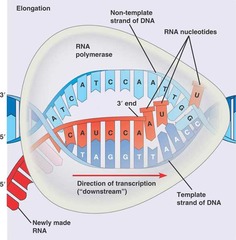 <p>RNA polymerase grows the RNA chain in 5' to 3' direction (reads DNA 3' to 5'); assembles ribonucleotide triphosphates into strand of RNA</p>