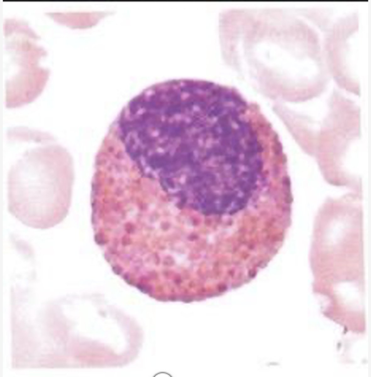 <p>Identify the DEVELOPING Cell</p>