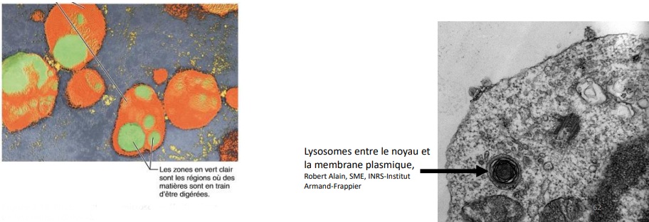 <p>Détoxification du cytosol.</p><p>Vésicules contenant des enzymes digestives.</p><p>Ces enzymes ont à la fois :</p><ul><li><p>Un rôle de neutralisation des virus et bactéries et</p></li><li><p>Un rôle de dégradation de tissus inutiles.</p></li></ul><p>Digèrent des macromolécules en les cassant en petites molécules.</p>