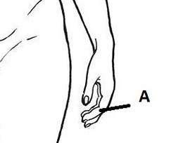 <p>Fingers</p>