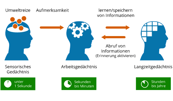 <p>1. sensorisches Gedächtnis:</p><ul><li><p class="MsoNormal">sehr kurzfristige Speicherung von Sinneseindrücken, Filterung wichtiger Reize</p></li></ul><p class="MsoNormal">2. Arbeits-/Kurzzeitgedächtnis:</p><ul><li><p class="MsoNormal">vorübergehende Verarbeitung und aktive Nutzung von Informationen</p></li></ul><p class="MsoNormal">3. Langzeitgedächtnis:</p><ul><li><p class="MsoNormal">dauerhafte Speicherung relevanter Informationen, abzuspeichernden Informationen müssen wiederholt werden (Konsolidierung)</p></li></ul><p class="MsoNormal"></p><ul><li><p class="MsoNormal"><strong>Deklaratives</strong> Gedächtnis = Ereignisse, Fakten (autobiografisch) im Hippocampus</p></li><li><p class="MsoNormal"><strong>Prozedurales</strong> Gedächtnis = (unbewusst / Verhalten) automatische Bewegungsabläufe, Fertigkeiten, kognitive Fähigkeiten, Im Cerebellum, Basalganglien, Amygdala</p></li></ul><p></p>