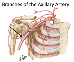 <p>Identify the structure</p>