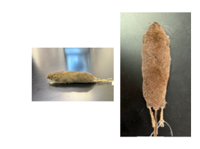 <p>What is the scientific name, common name, and the taxonomy of the species?</p>