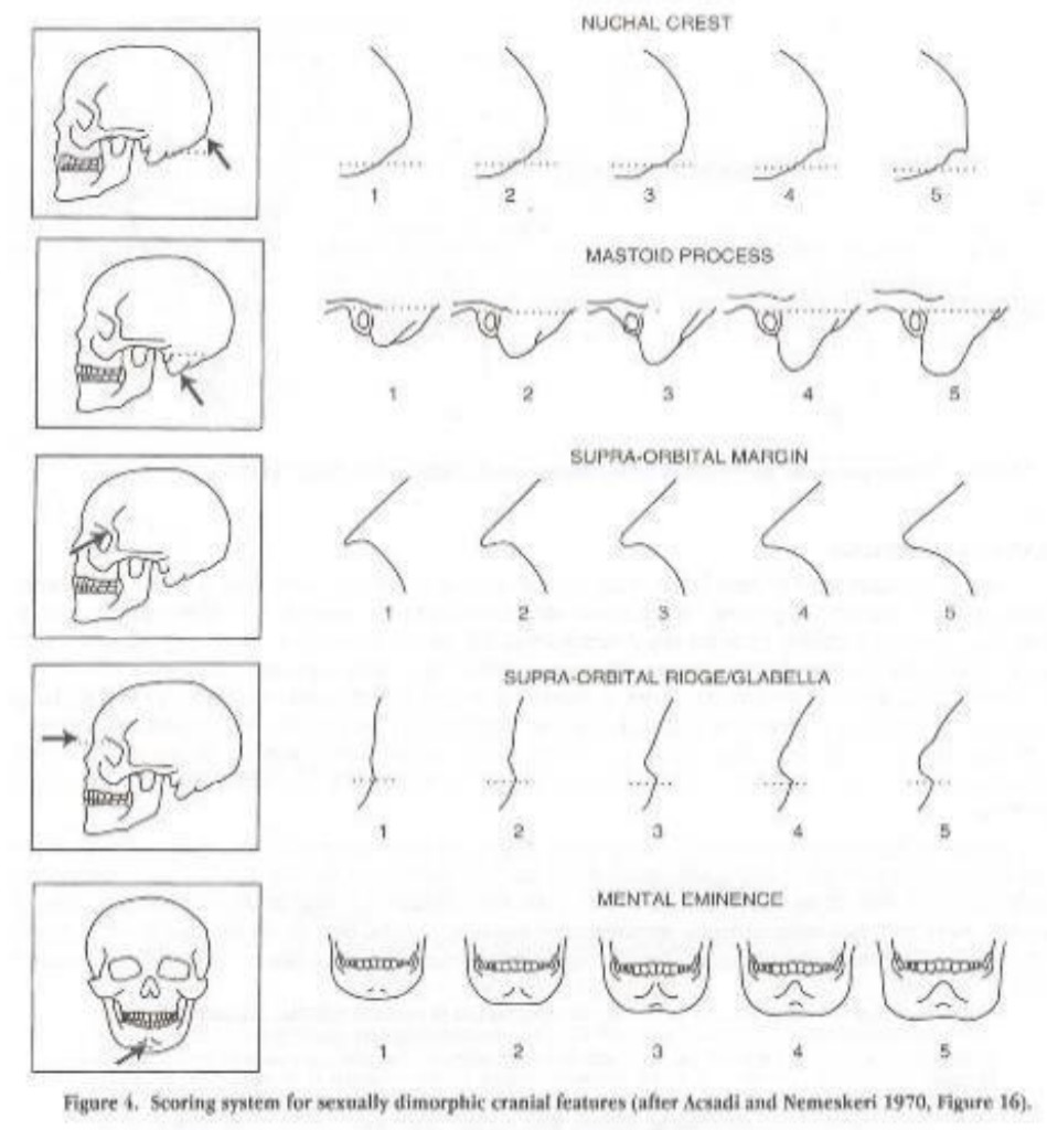 <p>1) Female</p><p>2) Probable female</p><p>3) Ambiguous sex</p><p>4) Probable male</p><p>5) Male</p>