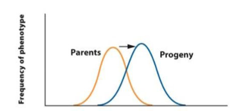<p><span>when individuals with extreme phenotypes</span><br><span>experience higher fitness than the average population phenotype</span></p>
