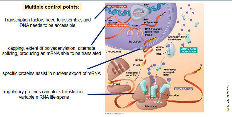 <ul><li><p>multiple control points:</p><ul><li><p>transcription factors need to assemble, and DNA needs to be accessible</p></li><li><p>capping, extent of polyadenylation, alternate splicing, producing an mRNA able to be translated</p></li><li><p>specific proteins assist in nuclear export of mRNA</p></li><li><p>regulatory proteins can block translation, variable mRNA life-spans</p></li></ul></li></ul><p></p>