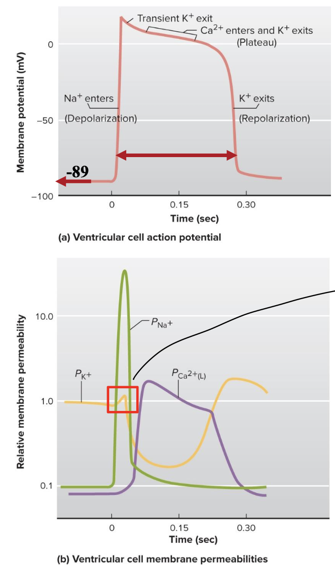 <ul><li><p>very negative resting membrane potential (-89mV) due to lots of K+ leak</p></li><li><p>current enters from neighboring cell through GAP junctions (these replace need for graded potentials)</p></li><li><p>rapid opening of voltage gated Na+ channels is responsible for the rapid depolarization phase</p></li><li><p>prolonged plateau of depolarization is due to slow, prolonged opening of voltage-gated Ca2+ channels <strong><u>(L-TYPE CHANNELS)</u></strong></p></li><li><p>slower opening of voltage-gated K+ channels is responsible for the repolarization phase</p></li><li><p>long duration of action potential due to L-type channels</p></li></ul><p></p>