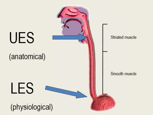 <p>what is the upper esophageal spincter? at rest, is it open or closed? where is it in relation to the pyriform sinuses?</p>