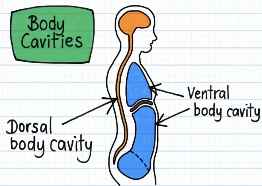 <p>When describing the dorsal cavity, you would say the dorsal cavity is on the ___ part of a human body.</p>