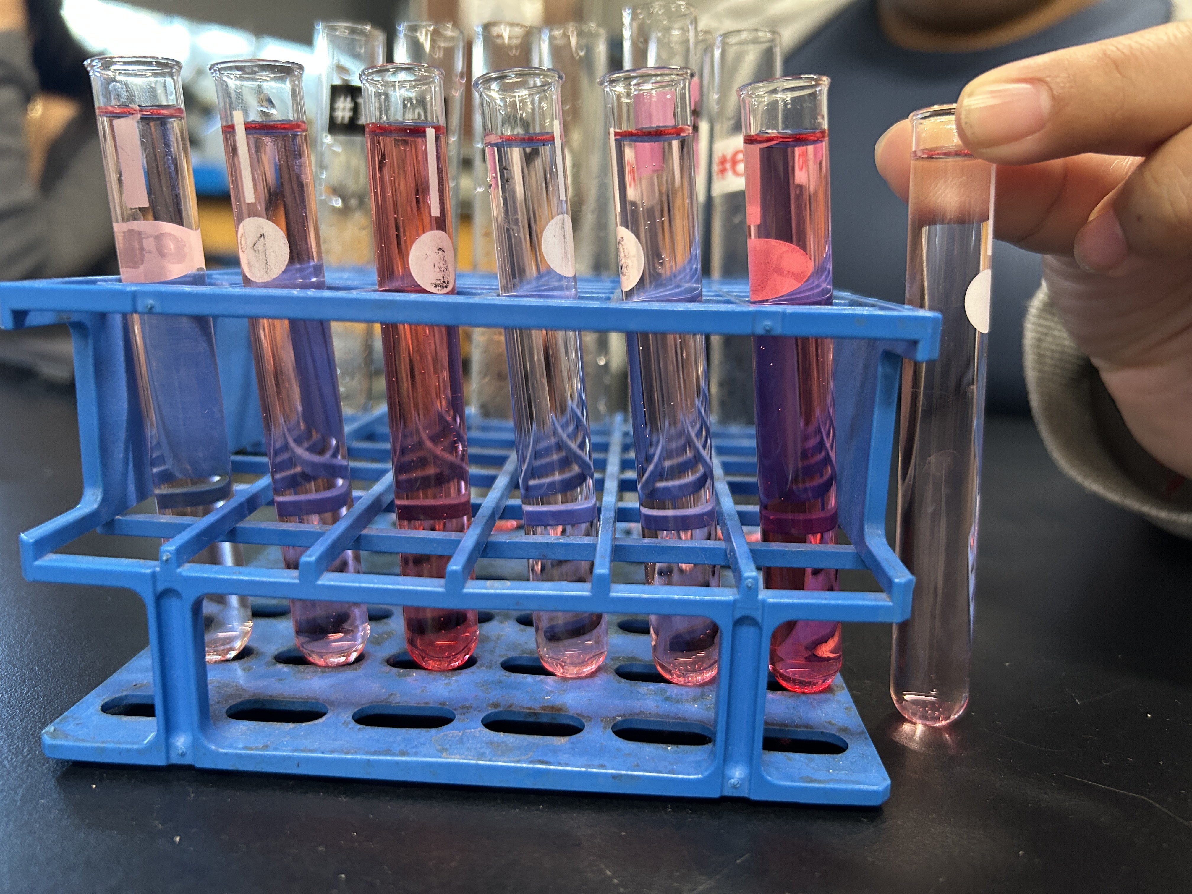 <p>Which one shows the most amt of membrane damage. ( numbers from left to right)</p>