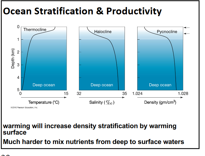<p>-warming will increase density stratification by warming surface</p><p>-makes it much harder to mix nutrients from deep water to surface waters</p><p>-global phytoplankton have declined over the past century to due to ocean stratification</p>