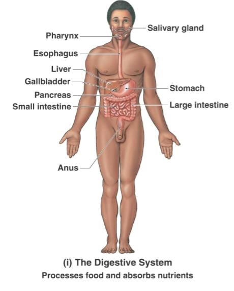 <p>Mouth, teeth, tongue, salivary glands, pharynx, esophagus, stomach, small intestine, large intestine, liver, gallbladder, pancreas, rectum, anus</p>