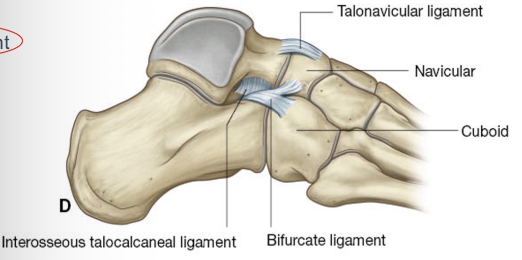 <p><span>Tussen talus en calcaneus</span></p>