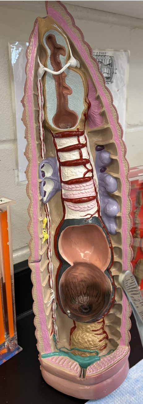 <p>What is this a model of?</p>