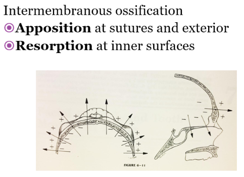 <ul><li><p>Apposition at sutures and exterior surfaces</p></li><li><p>Resorption at inner surfaces </p></li></ul><p></p>