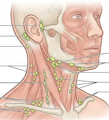 <p>label top 2 lymph nodes on R side (top→ bottom)</p>
