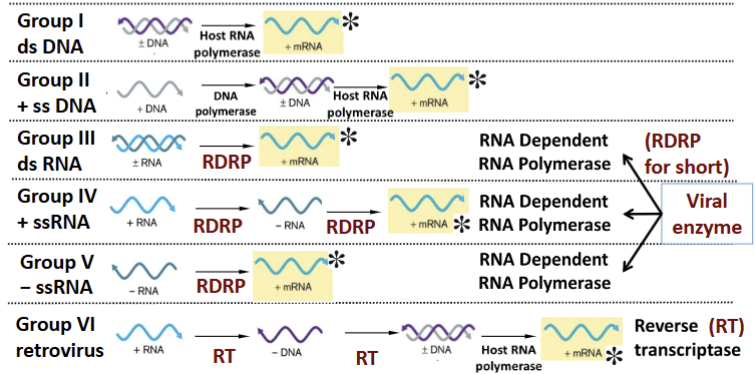 <p><strong>Group I (dsDNA):</strong> use host enzymes (RNA polym) to make mRNA.</p><p><strong>Group II (+ssDNA):</strong> use a DNA polym to make complementary double strand → mRNA</p><p><strong>Group III (dsRNA):</strong> RDRP uses negative strand of pair as a template to transcribe + mRNA.</p><p><strong>Group IV (+ssRNA):</strong> make <em>more</em> of genome, uses RDRP to produce more + mRNA.</p><p><strong>Group V (-ssRNA):</strong> carry a negative/antisense strand. use RDRP to flip negative strand to +mRNA strand before making proteins </p><p><strong>Group VI (Retrovirus):</strong> use enzyme <strong>Reverse Transcriptase (RT)</strong> to turn RNA into DNA. DNA integrates host's genome and uses machinery to make mRNA.</p>