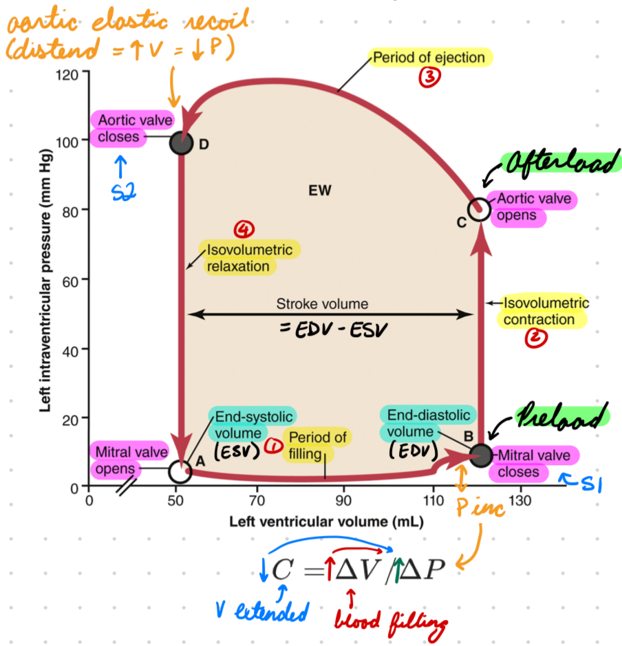 <p>Mitral valve open</p><ul><li><p>Passive LV filling</p></li></ul><p>Volume: Increase</p><ul><li><p>AV valves open</p></li><li><p>End-Systolic Volume (ESV): Blood left from previous heartbeat (50mL)</p></li><li><p>End-Diastolic Volume (EDV, Preload): Blood entering LV from LA (120 mL)</p></li></ul><p>Pressure: Low</p><ul><li><p>2-3 mmHg</p></li><li><p>Small increase from decreased compliance and increased volume (5-7 mmHg)</p><ul><li><p>Increased pressure</p></li></ul></li></ul><p></p>