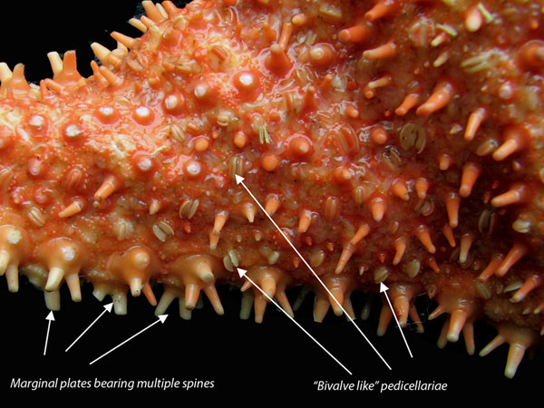 <p>Minute, pincer-like organs found on the skin of sea stars and sea urchins. </p><p>-Used in defence, cleaning or capturing food.</p>