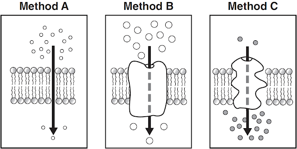 <p><span style="line-height: 1.5;">The diagram represents three sections of a cell membrane showing three different methods involved in the transport of various molecules across the membrane.</span></p><p><span style="line-height: 1.5;">Methods A and B are classified as methods of passive transport because they do not require…</span></p>