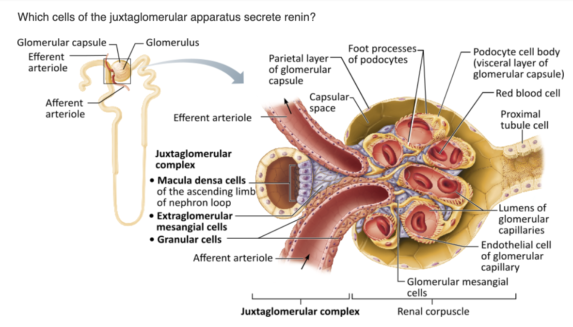 <table style="min-width: 25px;"><colgroup><col style="min-width: 25px;"></colgroup><tbody><tr><td colspan="1" rowspan="1" style="margin: 0px; padding: 0.3em; position: relative;"><p>macula densa cells &nbsp; &nbsp; &nbsp; &nbsp;</p></td></tr><tr><td colspan="1" rowspan="1" style="margin: 0px; padding: 0.3em; position: relative;"><p>granular cells &nbsp; &nbsp; &nbsp; &nbsp;</p></td></tr><tr><td colspan="1" rowspan="1" style="margin: 0px; padding: 0.3em; position: relative;"><p>extraglomerular mesangial cells &nbsp; &nbsp; &nbsp; &nbsp;</p></td></tr><tr><td colspan="1" rowspan="1" style="margin: 0px; padding: 0.3em; position: relative;"><p>glomerular mesangial cells</p></td></tr></tbody></table><p></p>