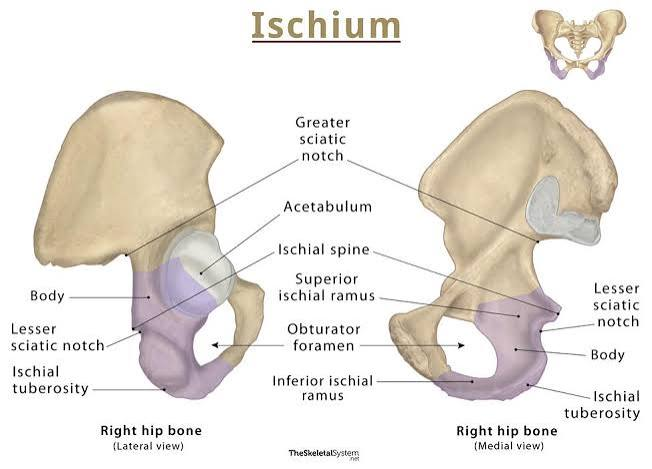 <p>Sit bone.</p>