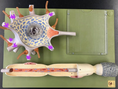 <p>branching projections from cell body that receive stimuli</p>