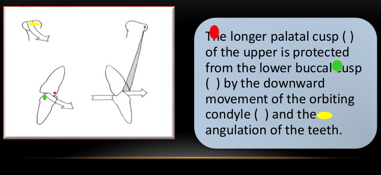 <p>-design of curve of wilson would not work if the lower posteriors could move directly horizontally toward the midline</p><p>-the longer lower buccal cusps would clash with the longer upper palatal cusps</p>