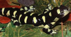 <p>Western ¾ KS</p><p>Chunky low bar salamander</p><p>Big, black, and yellow</p><p>Fossorial adults</p><p>Does the Ambystoma mating dance</p>
