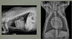 <p>Is this patient coughing? Is this patient compensated or uncompensated disease? Is there heart failure here?</p>