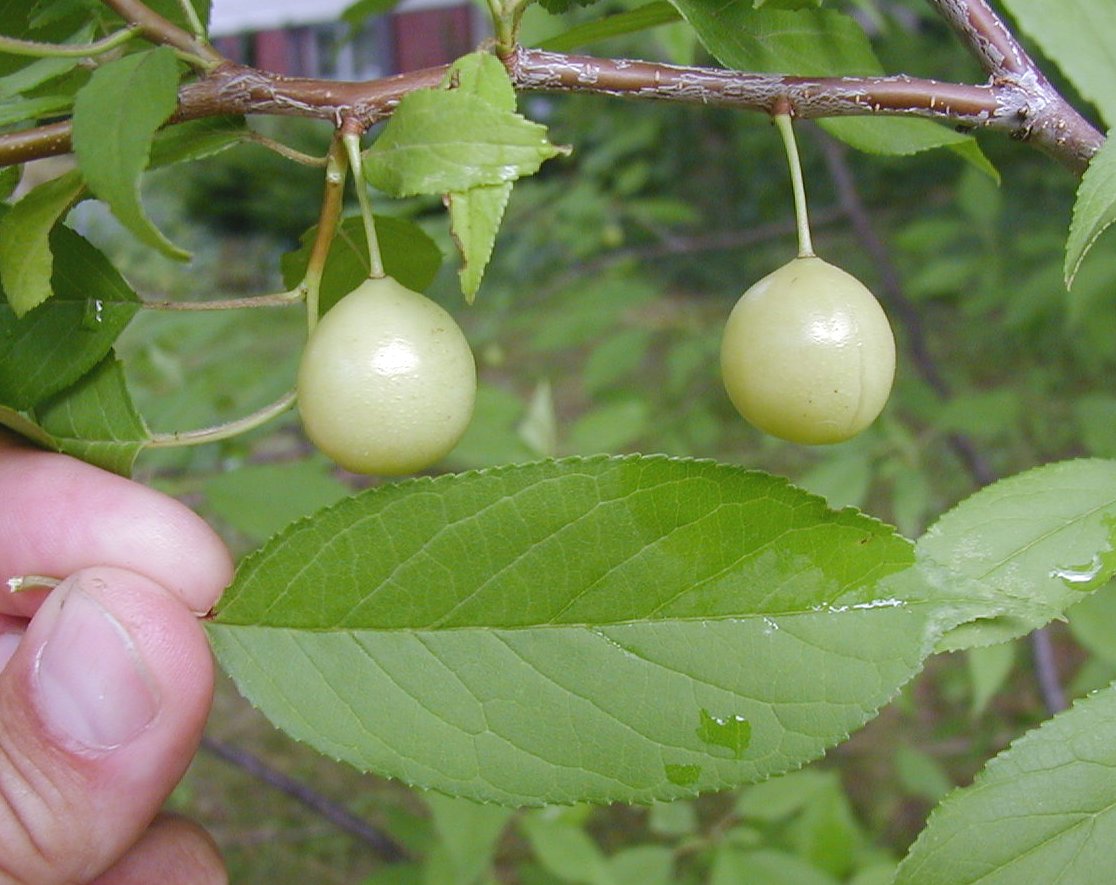<p>common name</p>