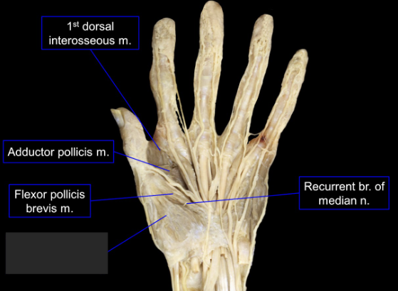 <p>What is this tagged area? What is the muscle, origin, insertion, innervation, and main actions? </p>