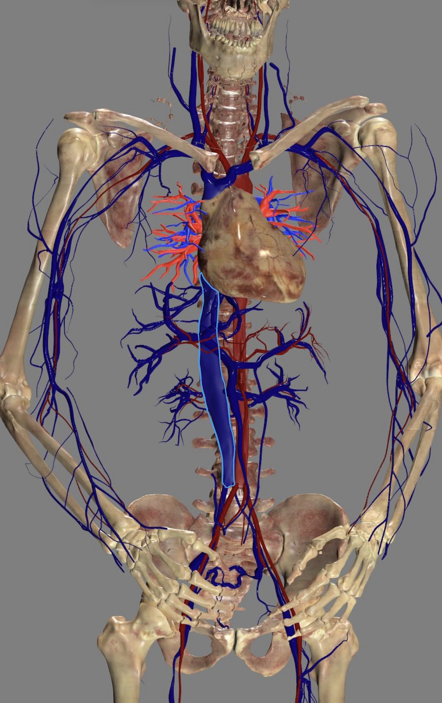 <ul><li><p>common iliac veins</p></li></ul><p></p>