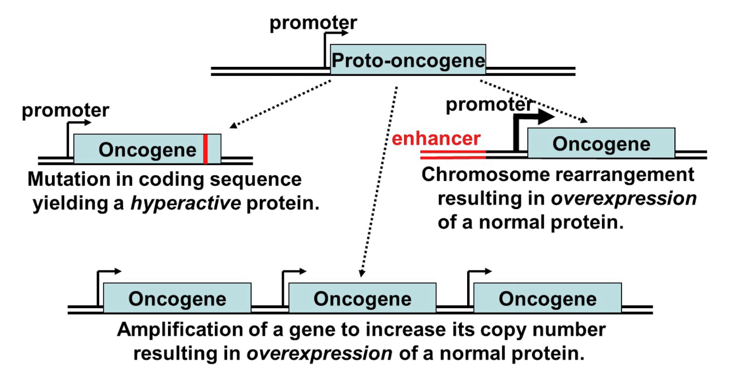 <p><strong>Activation</strong> mutation: Conversion of <strong>proto-oncogene</strong> to <strong>oncogene</strong></p><p>Must occur for cancer development</p><p>Mutation in the coding of protein may yield hyperactive protein, amplification will increase the copy number resulting in overexpression, chromosome rearrangement results in overexpression</p>