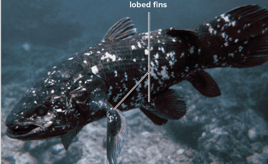 <ul><li><p><span>Ancestors of the amphibians</span></p></li><li><p><span>fleshy appendages that could be adapted for movement on land</span></p></li><li><p><span>most have lungs </span></p></li><li><p><span>The coelacanth is one type thought to have gone extinct but that has been discovered again</span></p></li></ul><p></p>