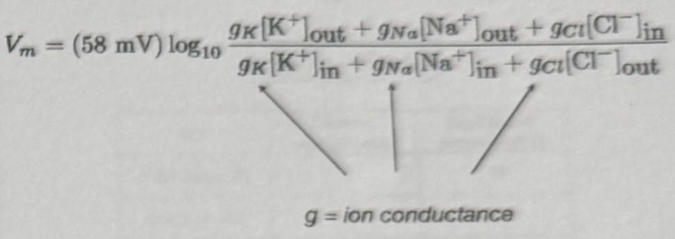 <ul><li><p>equation that takes into account concentration gradients of permanent ions and permeability to membrane</p><ul><li><p>since potential is also dependent on how permeable the membrane is to different ions</p></li><li><p>calculates resting membrane potential of cell</p></li></ul></li></ul><p></p>