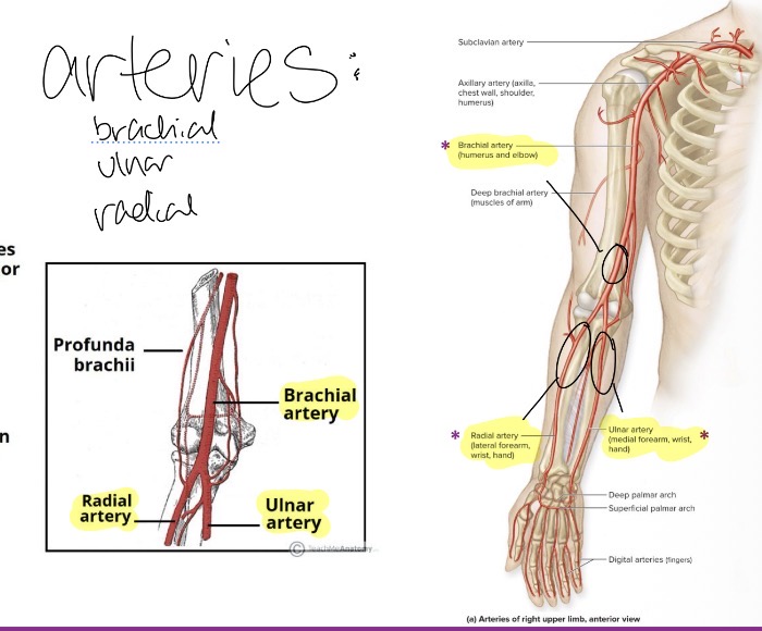 <ol><li><p>Brachial</p></li><li><p>Radial</p></li><li><p>Ulnar</p></li></ol><p></p>