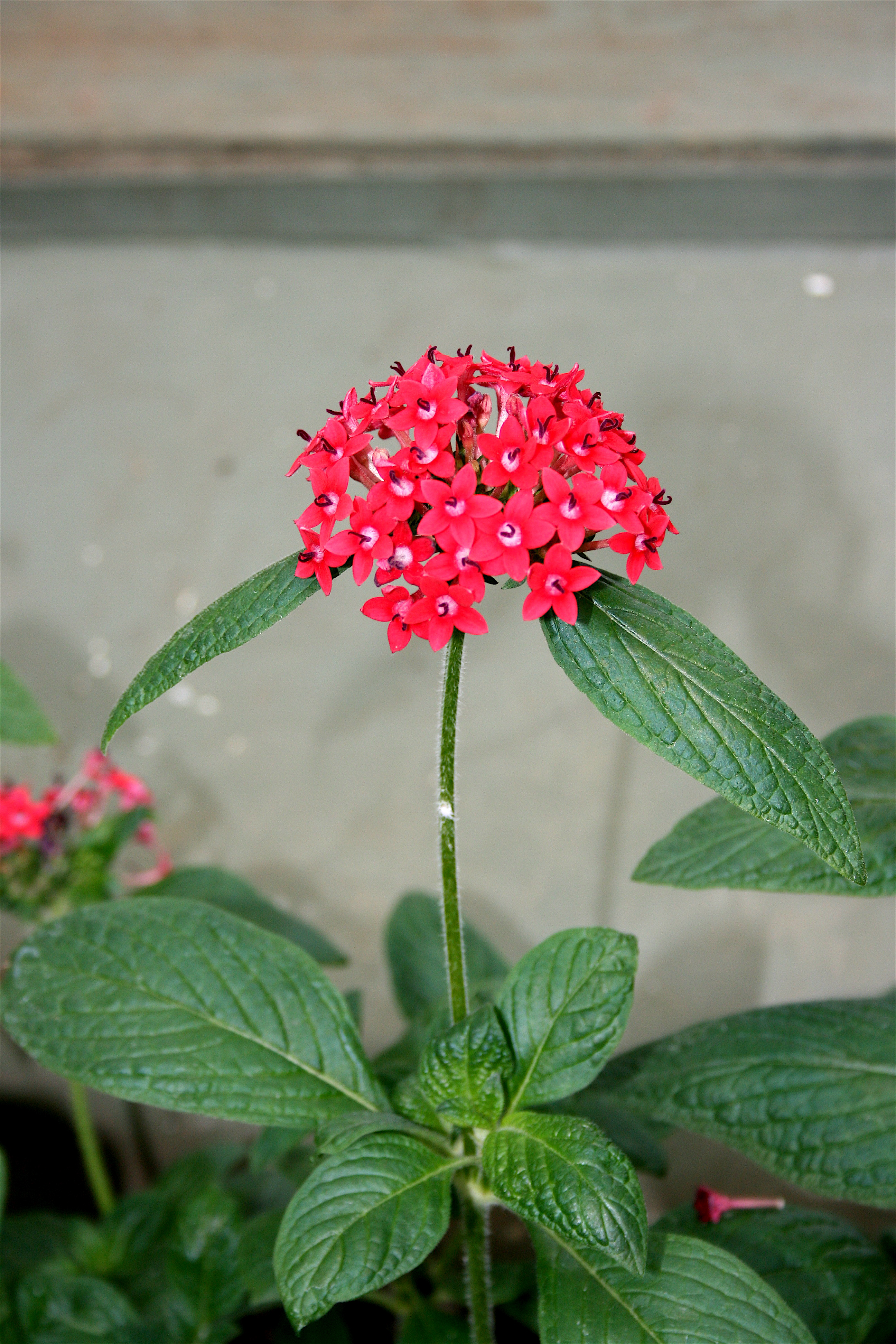 <p>rubiaceae</p><p>opposite</p><p>pinnate veination</p><p>pubescent leaves/veins</p><p>5 petals</p><p>red, white, lavender</p>