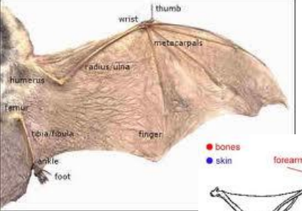 <p>o Only mammals capable of powered flight</p><p>o Elongation of fingers – main body of wing between digits (4 fingers) of hand</p><p>• Birds, with wrist and 2 digits</p><p>o Bat flight membrane extends down the sides of the body; attaches to hind legs</p><p>o Uropatagium often present (membrane between hind legs that encloses the tail)</p><p>o Robust thoracic region to accommodate powerful flight muscles</p>