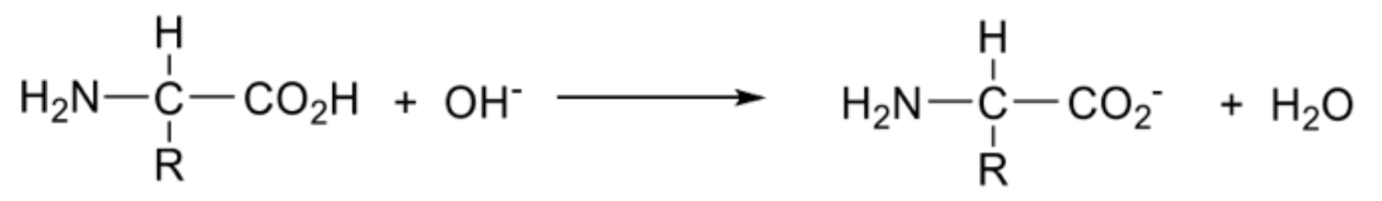 <ul><li><p><span style="background-color: transparent;">Carboxyl group donates a proton forming an anion</span></p></li></ul><p></p>