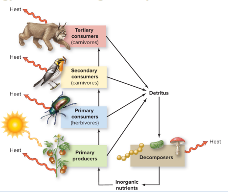 <p>Trophic levels </p>