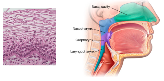 <p>Middle portion of the pharynx located posterior to the oral cavity.</p><ul><li><p>Uvula → Larynx (epiglottis)</p></li><li><p>Lined with <strong>nonkeratinized stratified squamous epithelium</strong></p><ul><li><p>Tough, but not as tough as skin</p></li></ul></li><li><p>More protective against mechanical stress as this cavity is a passageway for both air and food</p></li></ul><p></p>