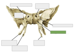 <p>Anterior view: This is the</p>