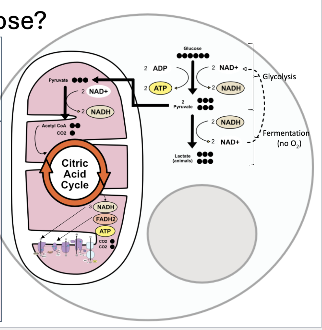 <p>breaks sugar down to generate ATP </p><p>C6H12O6 + 6O2 + ADP + P → 6H2O + 6CO2 + ATP + heat </p>