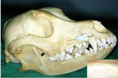 <p>What nerve block is this?</p>
