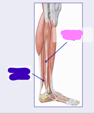 <p>whats the muscle shown in blue </p>