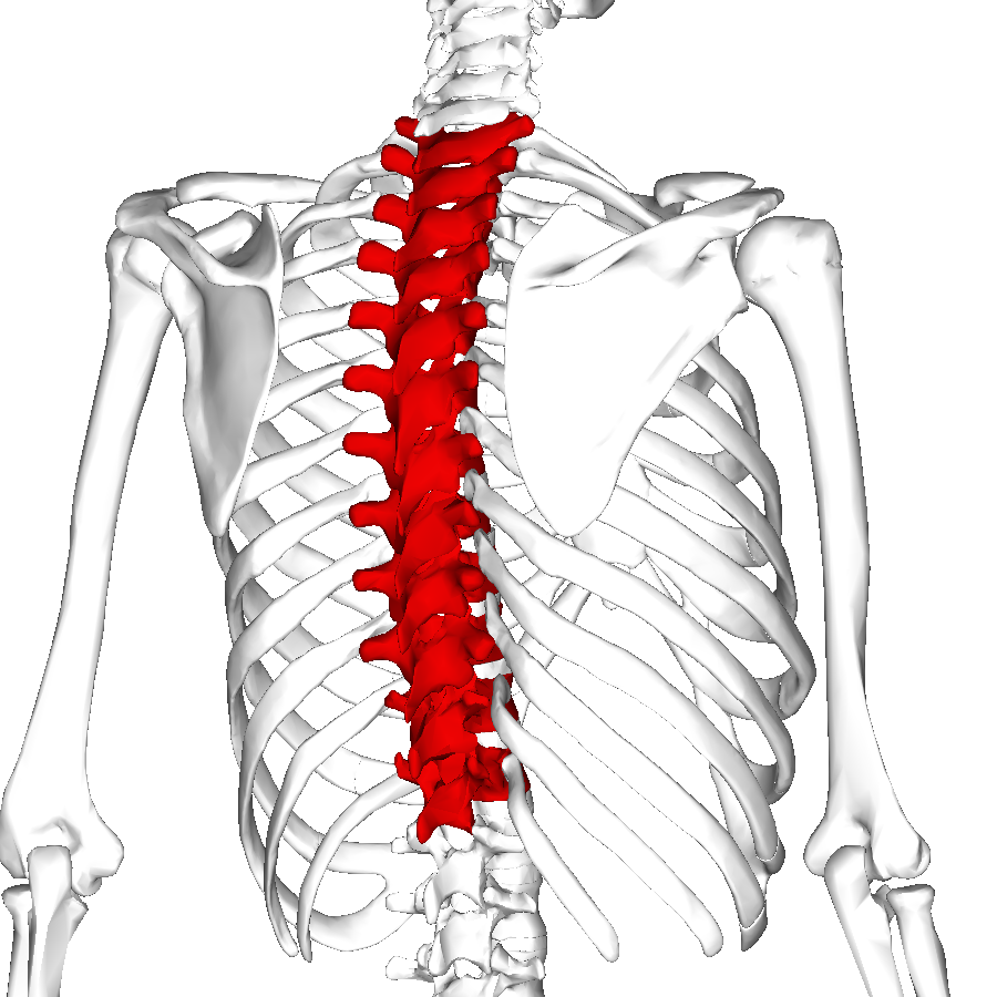 <p>What bone is this?</p>
