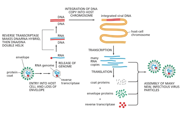 <p>A virus with RNA genome and DNA stage, like HIV</p><p>ss RNA genome – reverse transcriptase uses RNA to make ds DNA – ds DNA inserted into host chromosome – can be latent for years: integrated into genome and inactive – completes life cycle when transcribed</p><p></p>