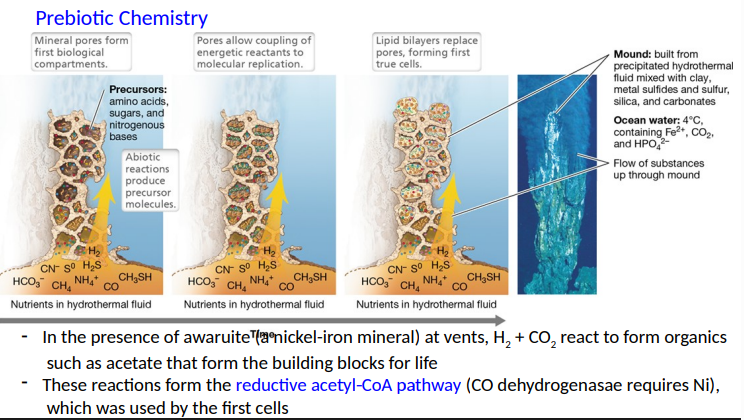<p>reductive acetyl-CoA pathway (CO dehydrogenasae requires Ni) which was used by first cells </p>